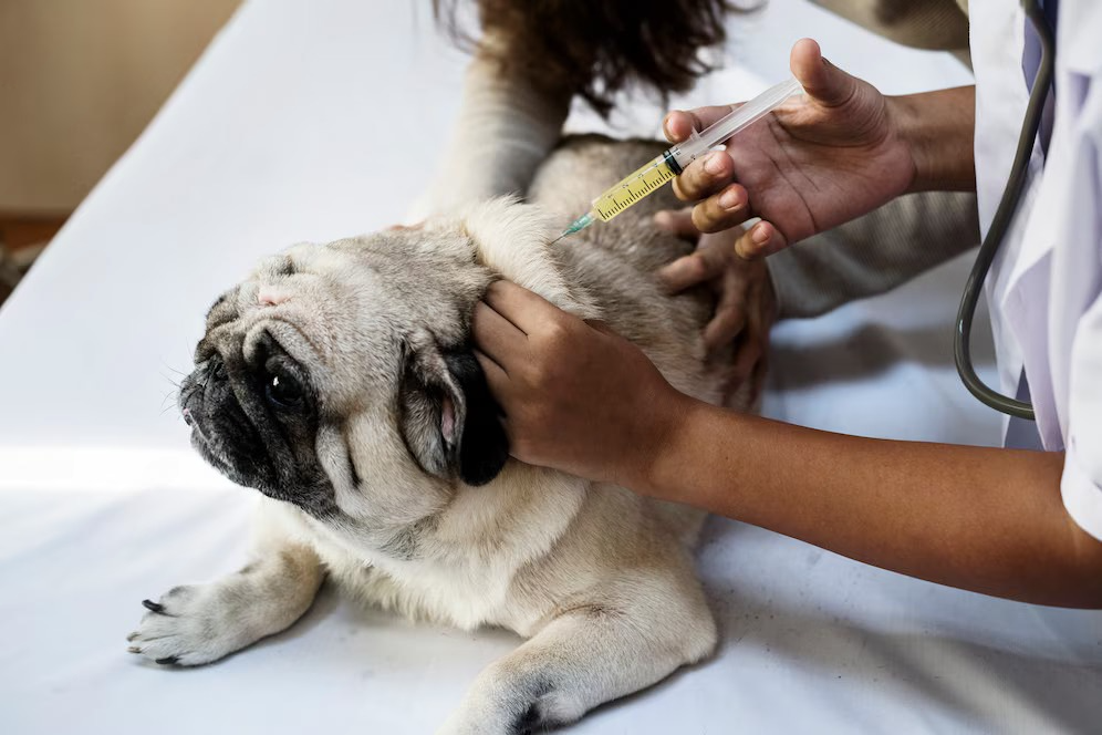 pet vaccination at northern beaches