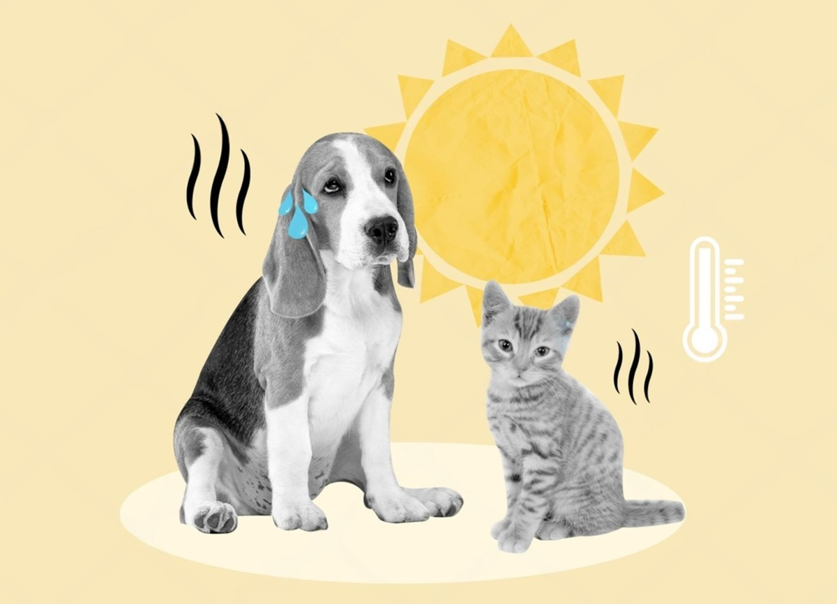 pets in hot summer