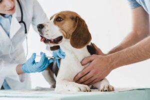 Dog vaccinations Australia