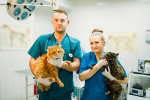 Emergency Veterinary Care for Pets in Northern Beaches