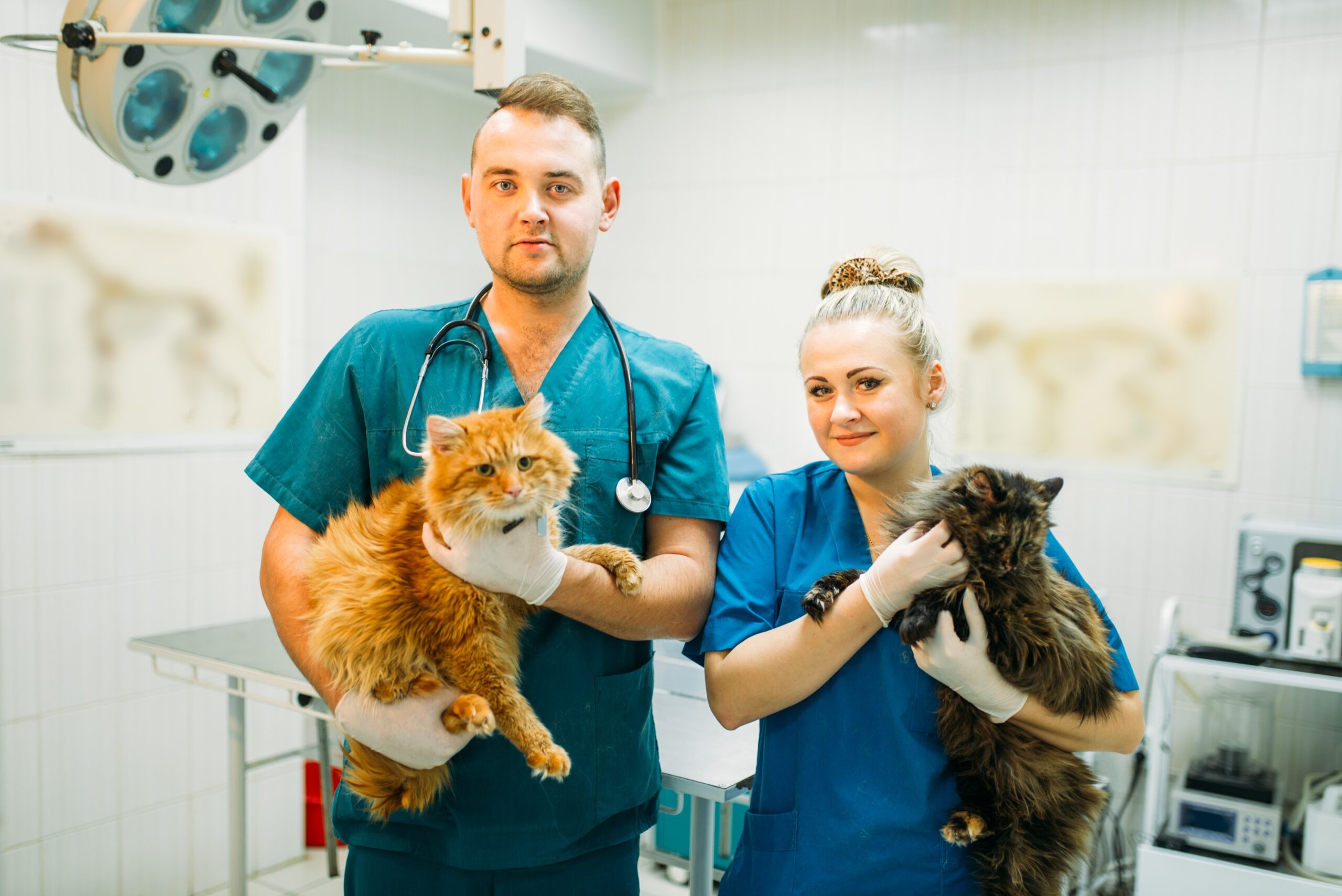 Emergency Veterinary Care for Pets in Northern Beaches