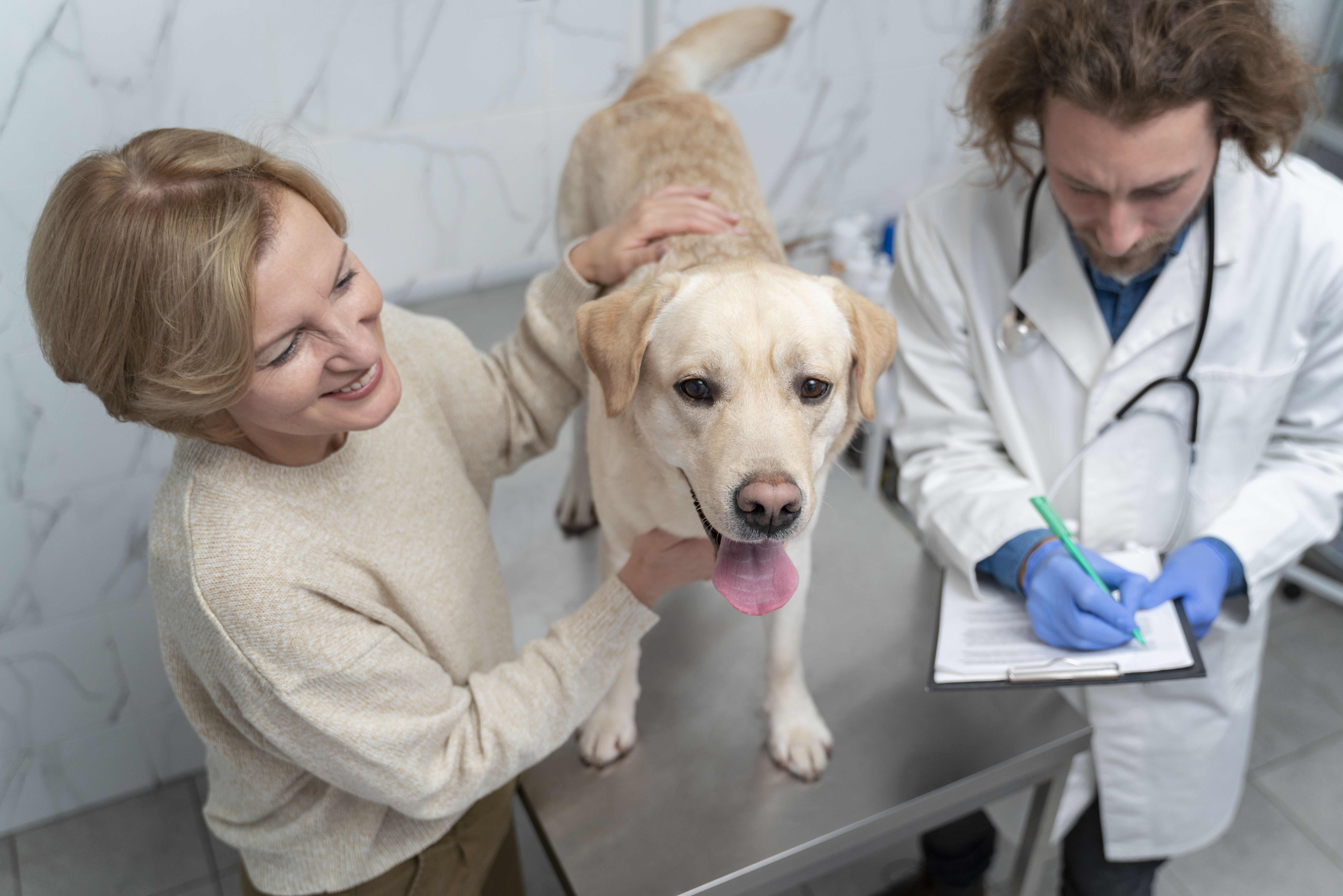 dog being examined by a veterinarian in a clinic