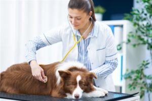 Emergency pet care dog treatment at vet