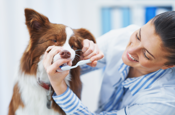 Emergency vet care for dog checkup