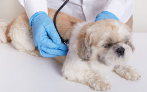 Pet health check in Northern Beaches