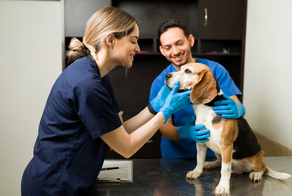 dog during a routine veterinary visit.